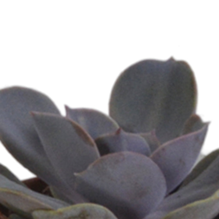 Scatola Per Succulente E I Suoi Vasi In Terracotta - Set Di 5 Piante, H13Cm