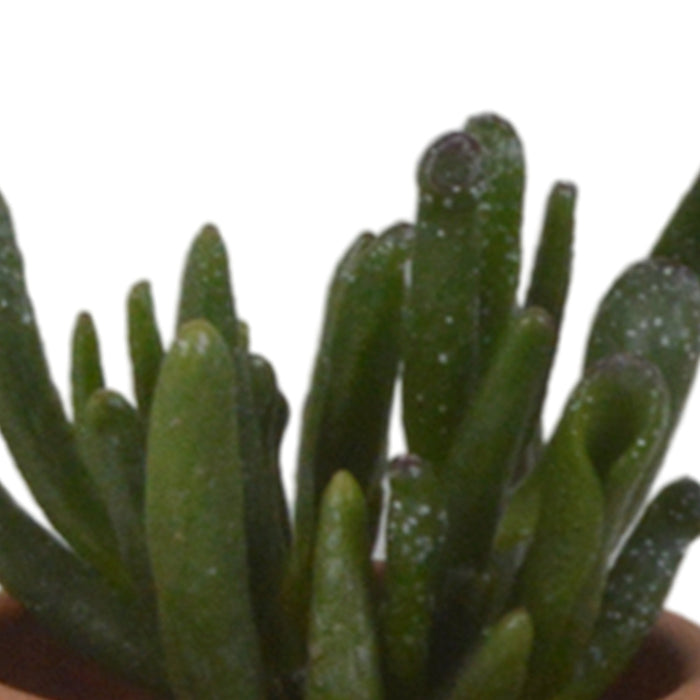 Scatola Per Succulente E I Suoi Vasi In Terracotta - Set Di 5 Piante, H13Cm