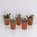 Scatola Per Succulente E I Suoi Vasi In Terracotta - Set Di 5 Piante, H13Cm