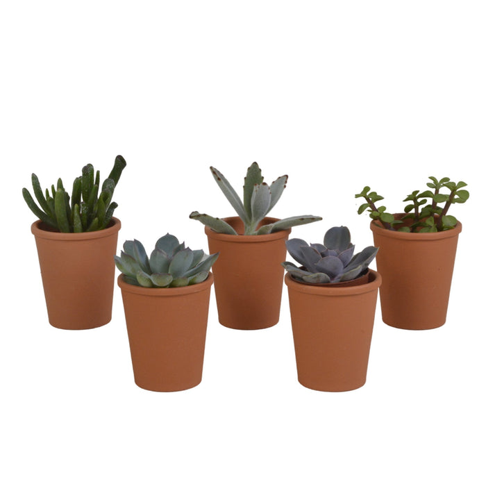 Scatola Per Succulente E I Suoi Vasi In Terracotta - Set Di 5 Piante, H13Cm