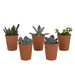 Scatola Per Succulente E I Suoi Vasi In Terracotta - Set Di 5 Piante, H13Cm