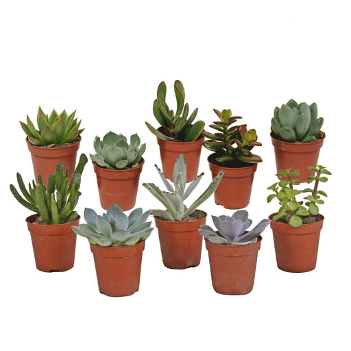 Scatola Per Succulente - Set Di 10 Piante, H13Cm
