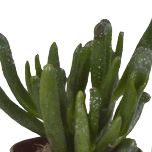 Scatola Per Succulente - Set Di 5 Piante H13Cm