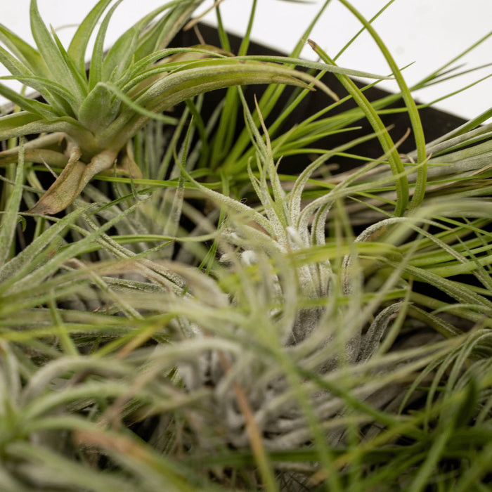 Tillandsia Box - Set Di 5 Piante, Pianta Aerea