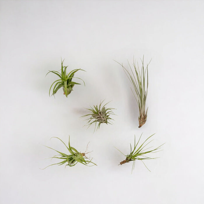 Tillandsia Box - Set Di 5 Piante, Pianta Aerea