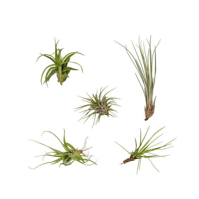 Tillandsia Box - Set Di 5 Piante, Pianta Aerea