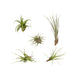 Tillandsia Box - Set Di 5 Piante, Pianta Aerea