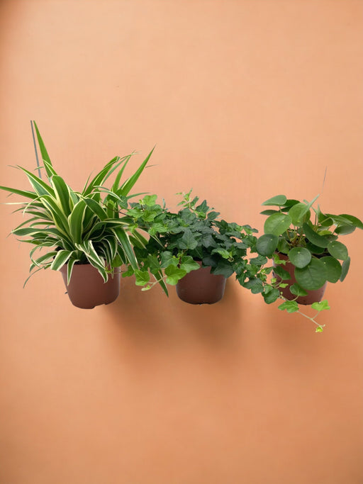 Trio Box Disinquinante - Ø13Cm - H35Cm