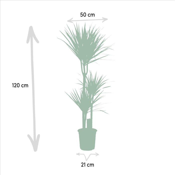 Yucca, Dracaena Box - Set Di 2 Piante