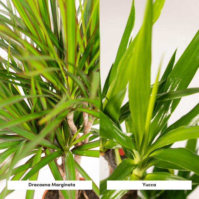 Yucca, Dracaena Box - Set Di 2 Piante