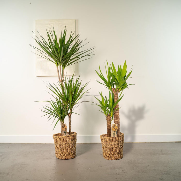 Yucca, Dracaena Box - Set Di 2 Piante