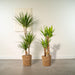 Yucca, Dracaena Box - Set Di 2 Piante