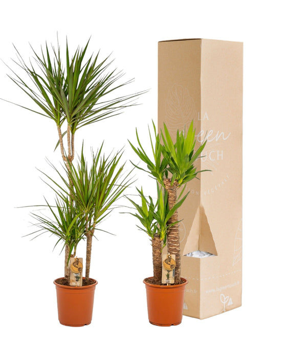 Yucca, Dracaena Box - Set Di 2 Piante