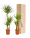 Yucca, Dracaena Box - Set Di 2 Piante
