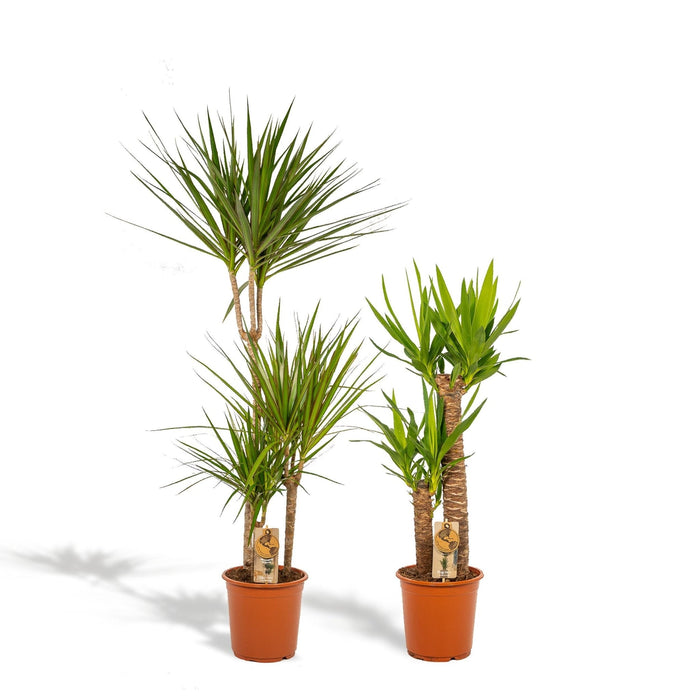 Yucca, Dracaena Box - Set Di 2 Piante