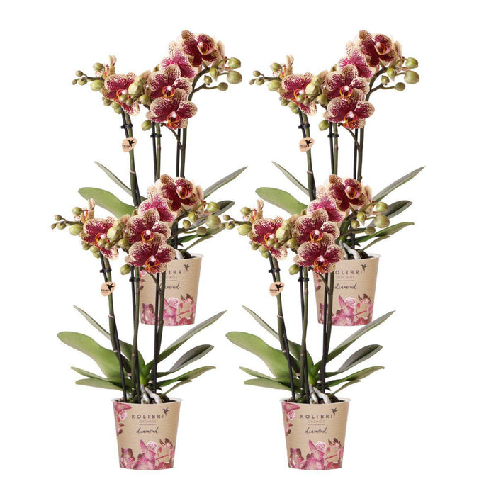 Combi Deal 2 Phalaenopsis Rossa E Gialla - Spagna - Pianta Da Fiore