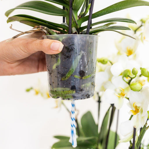Composizione In Un Cesto Di Vimini Con Serbatoio D'acqua Di 3 Orchidee Bianche E 3 Rhipsalis