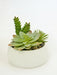Composizione Succulenta Artificiale