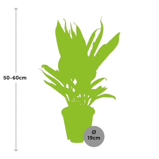 Cordyline 'Nuova Conga'