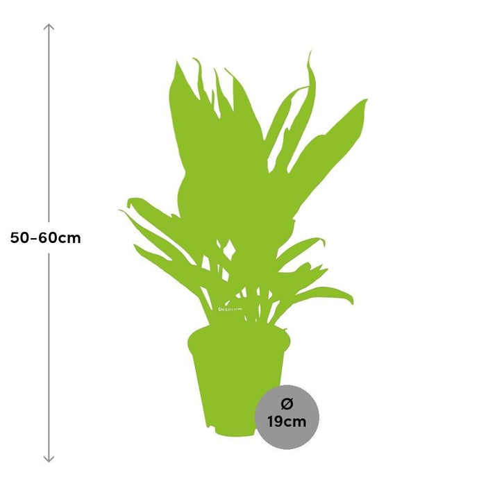 Cordyline 'Nuova Conga'