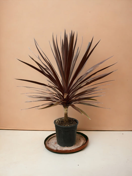 Stella Rossa Cordyline
