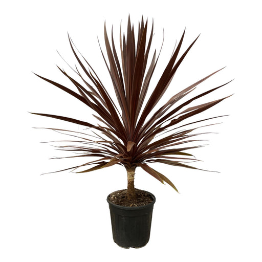 Stella Rossa Cordyline