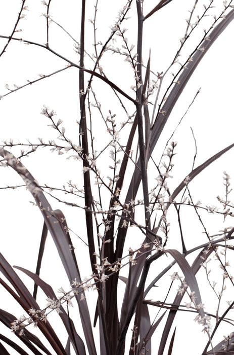 Cordyline X 'Festival® Borgogna'