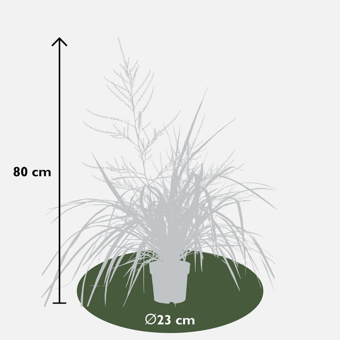 Cordyline X 'Festival® Borgogna'
