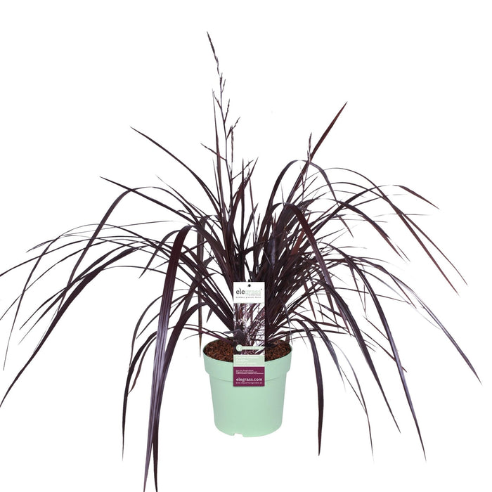 Cordyline X 'Festival® Borgogna'