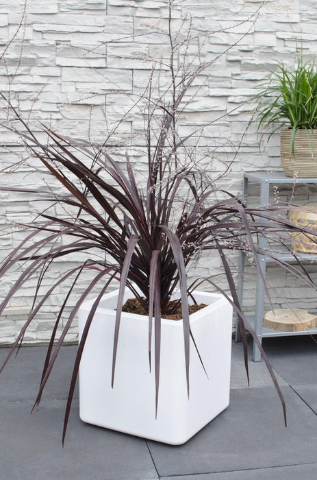 Cordyline X 'Festival® Borgogna'