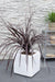 Cordyline X 'Festival® Borgogna'