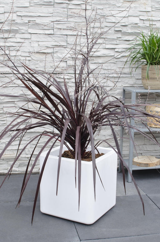 Cordyline X 'Festival® Borgogna'