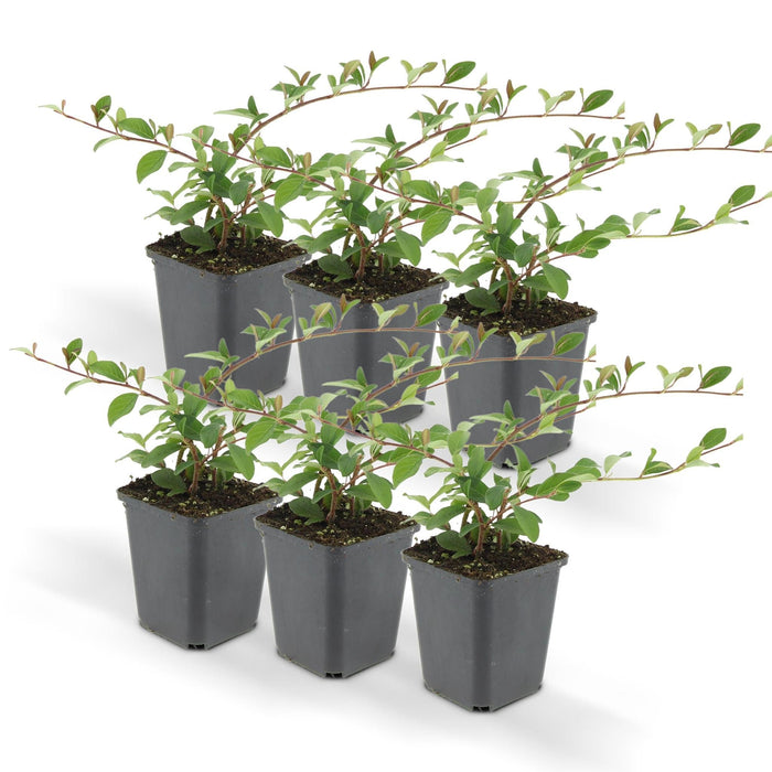 Cotoneaster Dammeri - Set Da 6