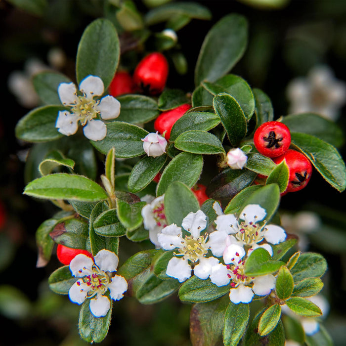Cotoneaster Dammeri - Set Da 6