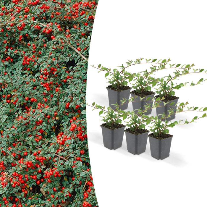 Cotoneaster Dammeri - Set Da 6