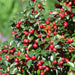 Cotoneaster Dammeri - Set Da 6