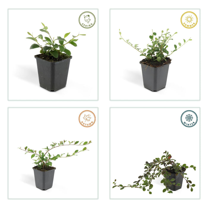 Dammer Cottonéaster 12Xh20Cm D9Cm