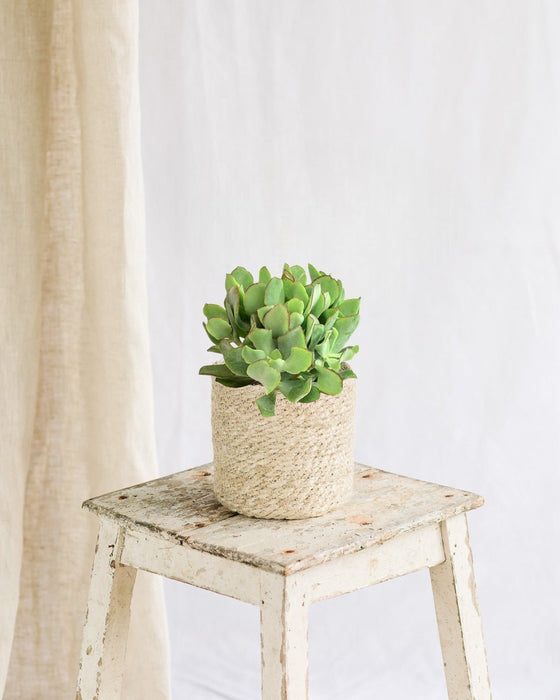 Crassula Arborescens Undilatifolia - Pianta Succulenta Da Interno