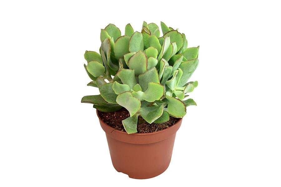 Crassula Arborescens Undilatifolia - Pianta Succulenta Da Interno