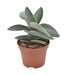 Crassula Boomerang H15Cm - Pianta Succulenta Da Interno
