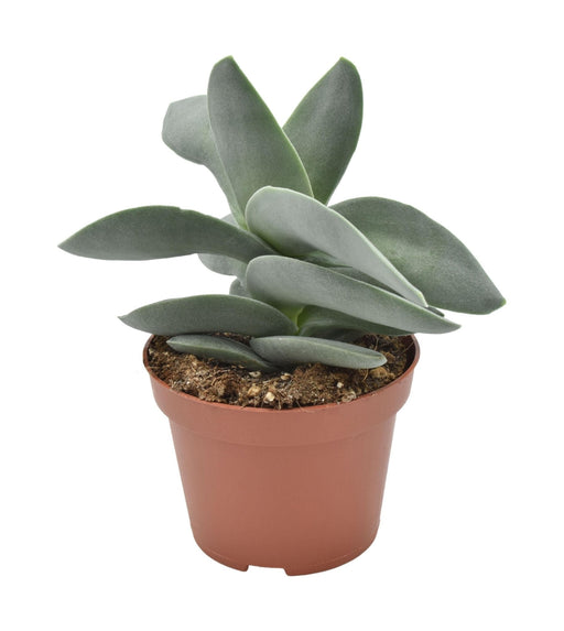 Crassula Boomerang H15Cm - Pianta Succulenta Da Interno
