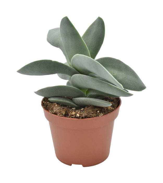 Crassula Boomerang H15Cm - Pianta Succulenta Da Interno