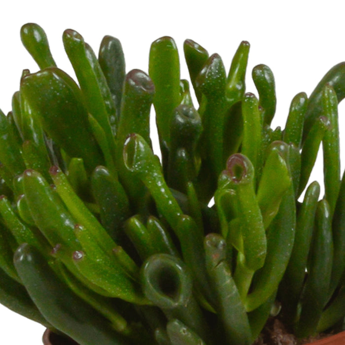 Crassula, Scatola Da 3 Piante H21Cm