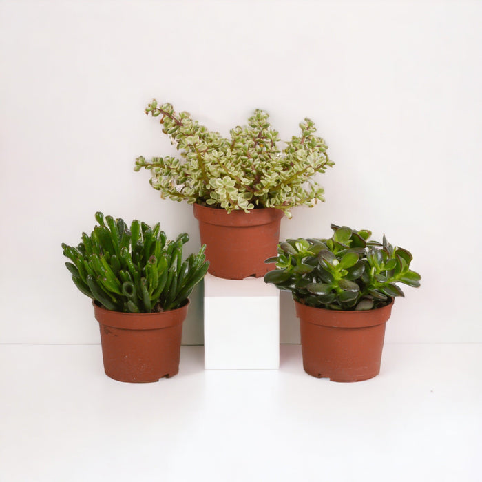 Crassula, Scatola Da 3 Piante H21Cm