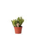 Crassula Hobbit H12Cm - Pianta Succulenta Da Interno
