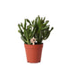 Crassula Hobbit H18Cm - Succulente