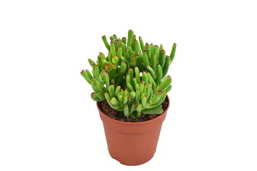 Crassula Hobbit H23Cm - Succulente