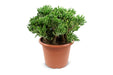 Crassula Hobbit - Pianta Succulenta Da Interno