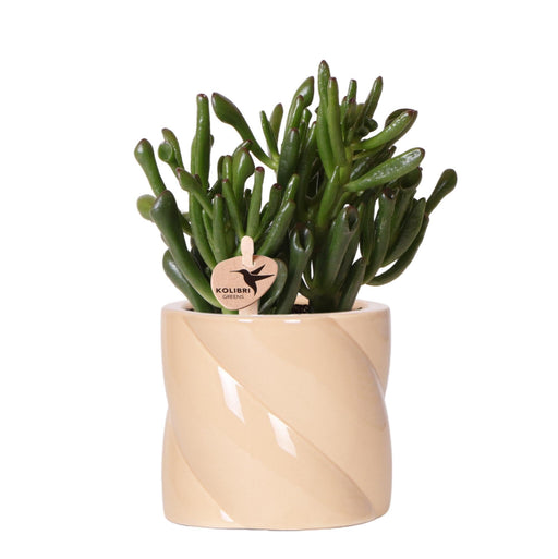 Crassula Hobbit + Pot Candy Lilla - Pianta D'appartamento Fiorita