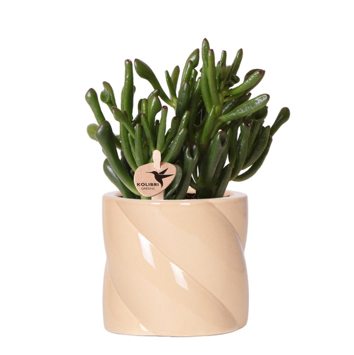 Crassula Hobbit + Pot Candy Lilla - Pianta D'appartamento Fiorita